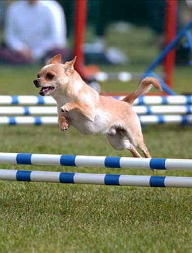 chihuahua agility