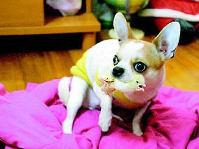 Chihuahua's Pet Chick