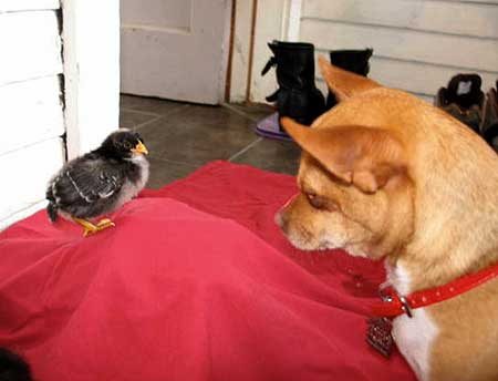 Chihuahua's Pet Chick