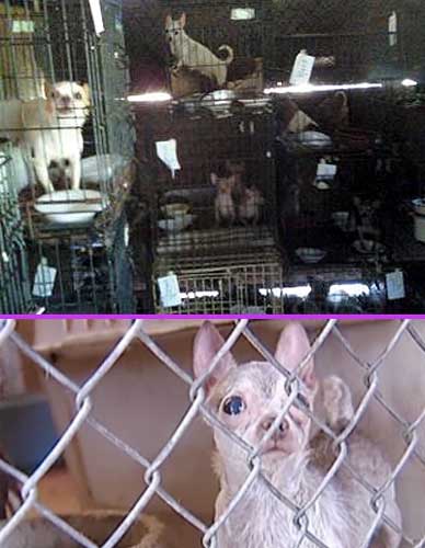 Puppy Mill Horrors