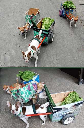 Lettuce Dogs