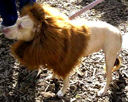 Lion Costume