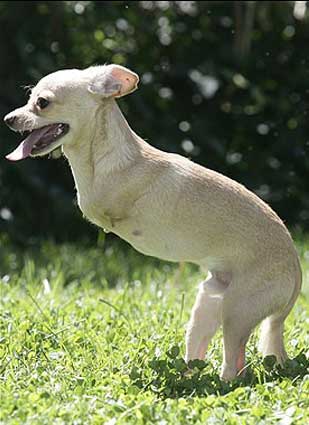 kangaroo chihuahua