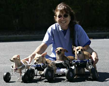 Scooterdogs