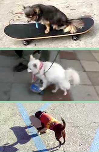 Skateboarding