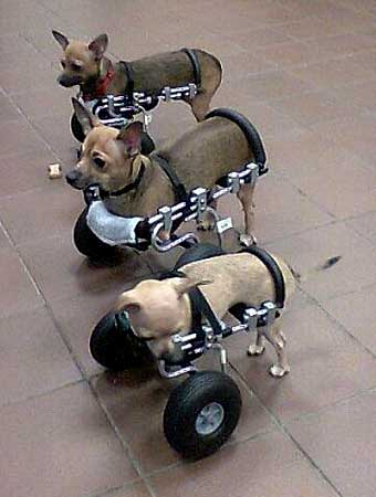 Scooter Dogs
