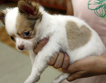 Photo Of Chihuahua