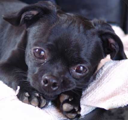 half pug half chihuahua