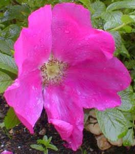 Rugosa