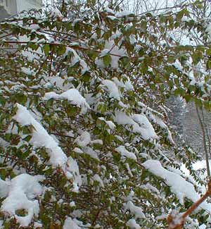 Abelia Under Snow