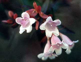 Abelia blooms