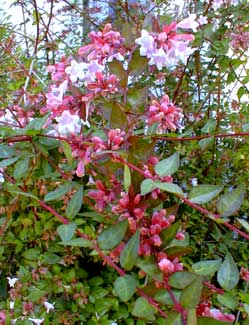 Abelia