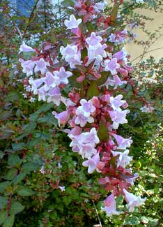 Abelia