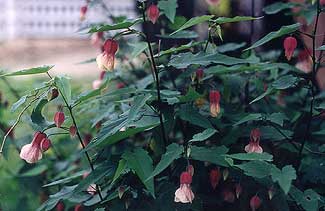 Abutilon Seashell