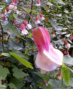 Abutilon Seashell