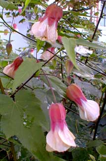 Abutilon Seashell