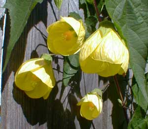 Abutilon Luteus