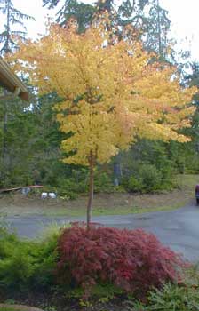 Coral Bark Maple