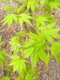 Greenleaf Maple