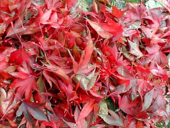 Atropurpeum fallen leaves