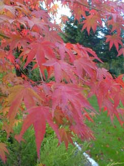 Greenleaf Maple