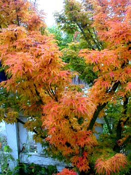 Lion's Head Maple