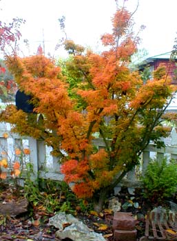 Lion's Head Maple