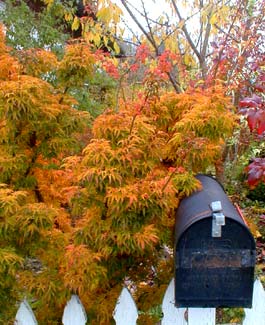 Lionshead maple