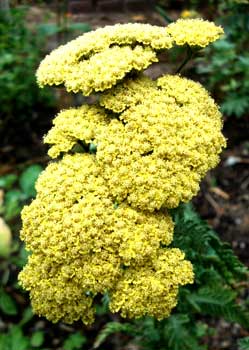 Pale Yellow Yarrow