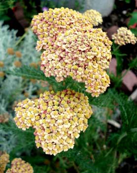 Paprika Yarrow