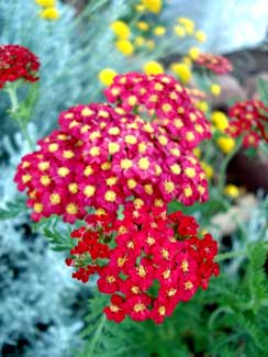 Paprika Yarrow