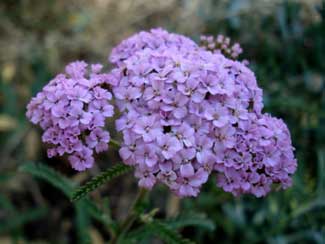 Yarrow