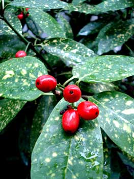 Aucuba berries