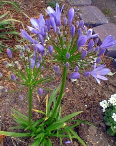 Agapanthus