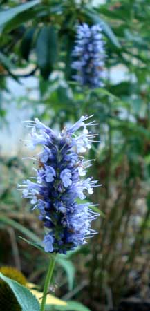 Purple Giant Hyssop