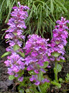 Pink Ajuga