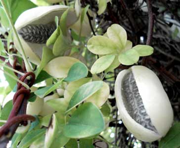 Akebia Fruit