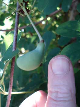 Akebia Fruit