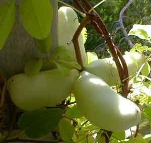 Akebia Fruit