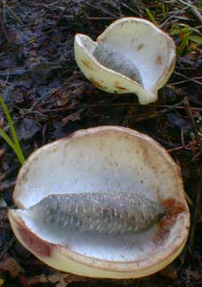 Akebia Fruit