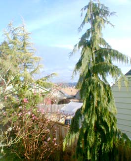 Weeping Cedar