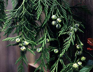 Weeping Cedar Fruit