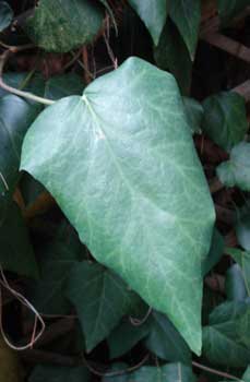 Algerian Ivy