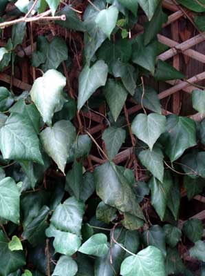Algerian Ivy