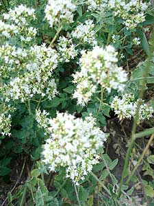 Greek Oregano