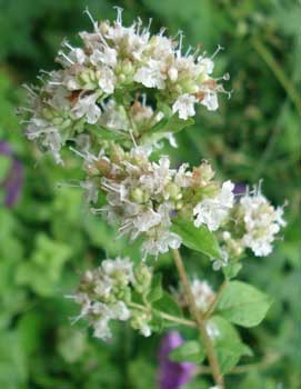 Greek Oregano