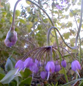 Nodding Onion