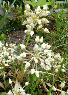 Golden Garlic