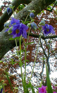 Alpine Columbine