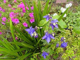 Alpine Columbine